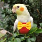 1pc Adorable Parrot Flight Suit