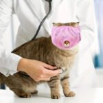 Comfort Cat Muzzle Breathable Mesh