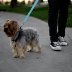 Pet Car Seat Belt