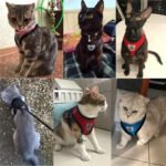 Pet Harness And Leash Set