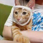 Pet Transparent Mouth Cover